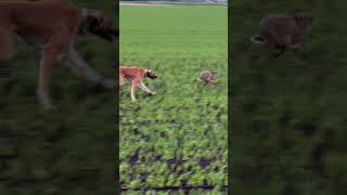 Sweep on the black! 12 months old hare coursing. Pre ban