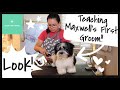 Maxwell's First Groom (Teaching Video) | Wittle Havanese