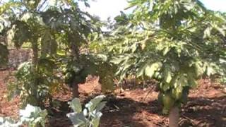 Best small scale farmer in Kenya 2010