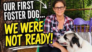 OUR FIRST FOSTER DOG....WE WERE NOT READY!!!