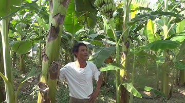 Trị bệnh vàng lá thối rễ, thối củ - bệnh Panama trên cây chuối