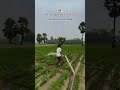 Khetibadi Status 🌾🥦 #kisan #khetibadi #kheti #farming #farmingsimulator #farminglife #feelthemusic