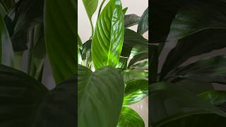 Bu Çiçek Nasıl Bir Bakım Ister Resimi