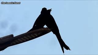 Pair of Black Drongo Call - Pair of Black Drongo Sound - Black Drongo Call - Black Drongo Sound screenshot 5