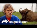 Al menos 10 hombres para tratar absceso en enorme bisonte | Dr. Jeff, Veterinario | Animal Planet