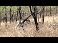 Leopard at Panna Tiger Reserve, M.P. (May 2022)