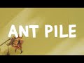 Dominic Fike - Ant Pile (Lyrics)