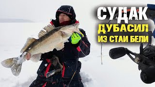 Судаки дубасили из стаи бели. Мой рекорд, огромный судак!