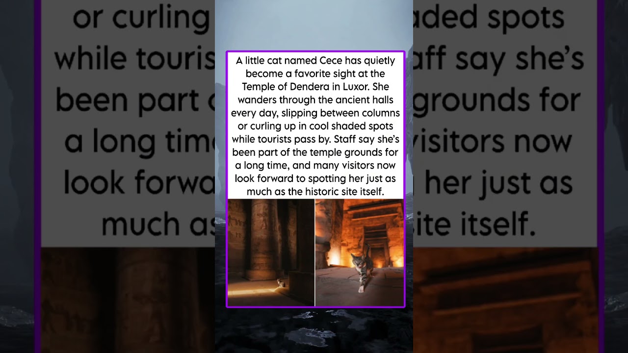 A little cat named Cece has quietly become a favorite sight at the Temple of Dendera in Luxor