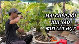 Ghép Mai Dính Rồi Khi Nào Mới Cắt Đọt - Mai Vàng Duy Hiếu