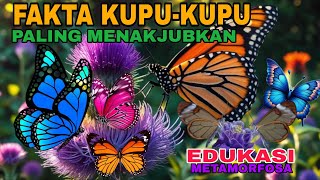 Metamorfosis & Keajaiban : 10 Fakta Luar Biasa Kupu-kupu