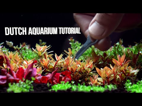 Video: How To Create A Dutch Aquarium