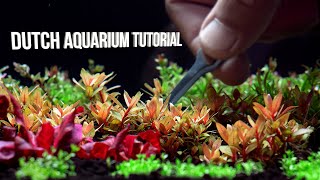Dutch Aquarium Tutorial - Step By Step Planted Aquarium
