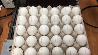 Egg printer RNJet EP-6H+