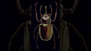 Hexapodos #criminalistica #investigacaocriminal #forense #forensicscience #forensicexperts