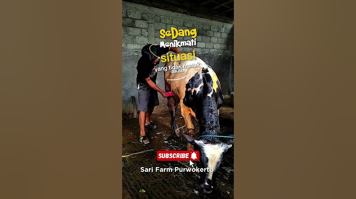 Sapi Belgian Blue Mandi #sapi #sapibelgianblue #sapikontes
