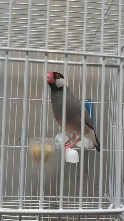 Ocehan Gelatik Jawa (Java Sparrow) burung yang di anggap hama oleh petani.