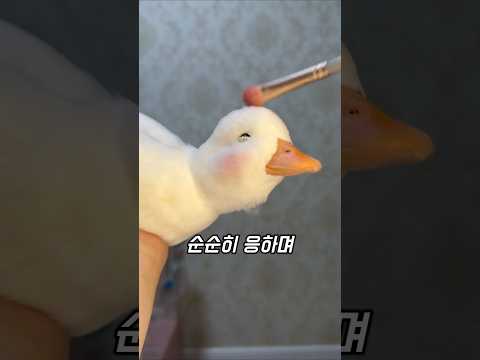 의외로 온순한 오리의 성격 thumbnail