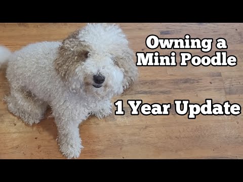 Owning A Mini Poodle - 1 Year Update - Miniature Poodle - Too Cute!