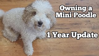 Owning A Mini Poodle  1 Year Update  Miniature Poodle  Too Cute!