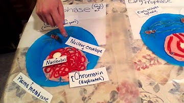 Bio 201 Modeling Project