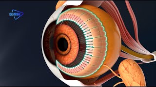 The structure of the eyeball wall, cornea, iris, sclera, retina, ciliary body/眼球壁的结构：角膜、虹膜、视网膜、巩膜