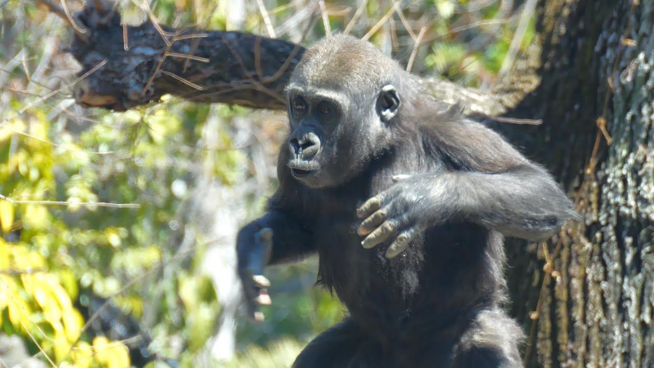 1歳10カ月スモモドラミング 上野動物園 ゴリラ 202403 - YouTube