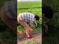 Carrot Harvest #satisfying #shot