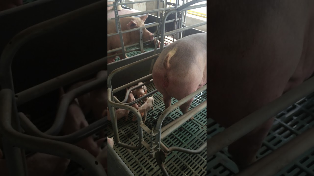 Original bmc composite slat floor made in Ro-spring