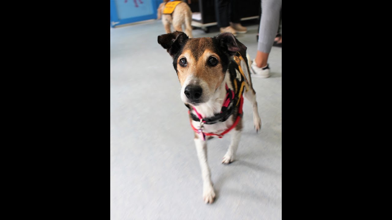June, a 10yrold Jack Russell terrier mix at Muttville YouTube