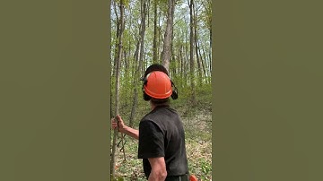 Ash Tree Felling May 10 2023