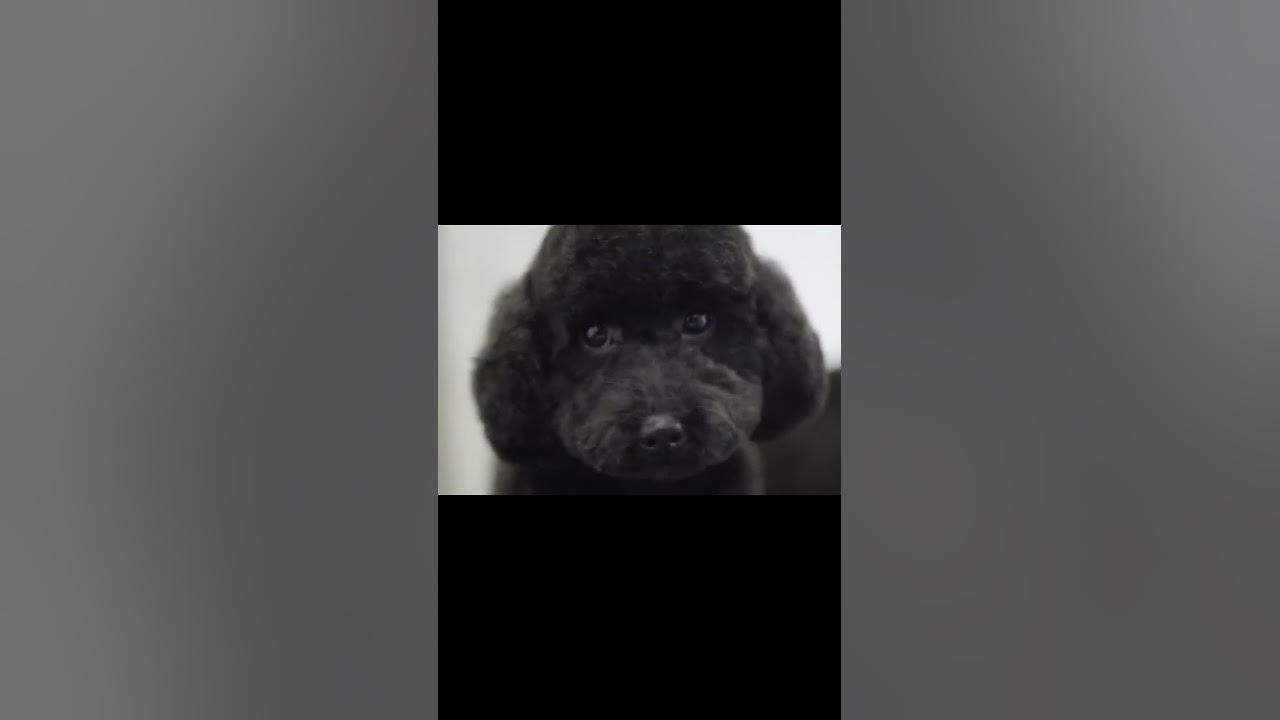 Милый пудель - YouTube
