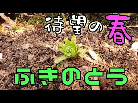 ふきのとう 採取 春 君を待っていた Youtube
