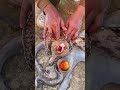 Tomatoes Inside an Octopus?! 🐙🍅 | Shocking Sea Creature Video #Shorts