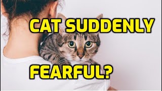 Why Is My Cat Suddenly Scared Of Everything?