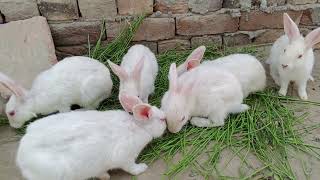 So Beautiful 😍 and so cute Rabbits bunnies ||  Village life Pakistan
