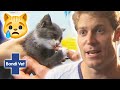 Dr Chris Saves An Extremely Neglected Breeder Kitten | Bondi Vet Clips | Bondi Vet