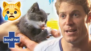 Dr Chris Saves An Extremely Neglected Breeder Kitten | Bondi Vet Clips | Bondi Vet