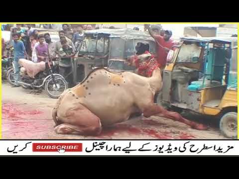 Camel Qurbani 2018 _ Most Dangerous Camel Qurbai _ Eid-ul 