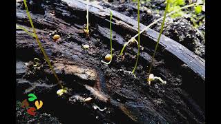 Plants Dancing Break-dance