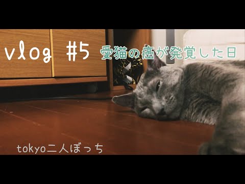 [猫vlog] 愛猫のガンが発覚した日[悪性リンパ腫]