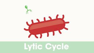 Bacteriophages for FOOD SAFETY