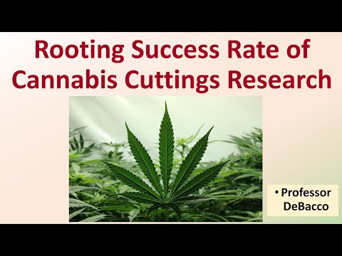 Rooting Success Rate of cannabis Cuttings Research