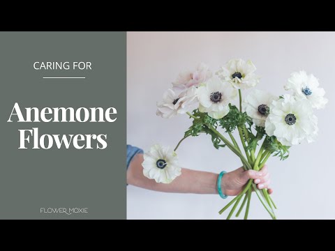 How to Care for Anemone Flowers - Flower Moxie Product Video