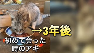 倉庫にいた猫を保護して3年後が天使だった by はるあき 2,276 views 4 months ago 4 minutes, 11 seconds