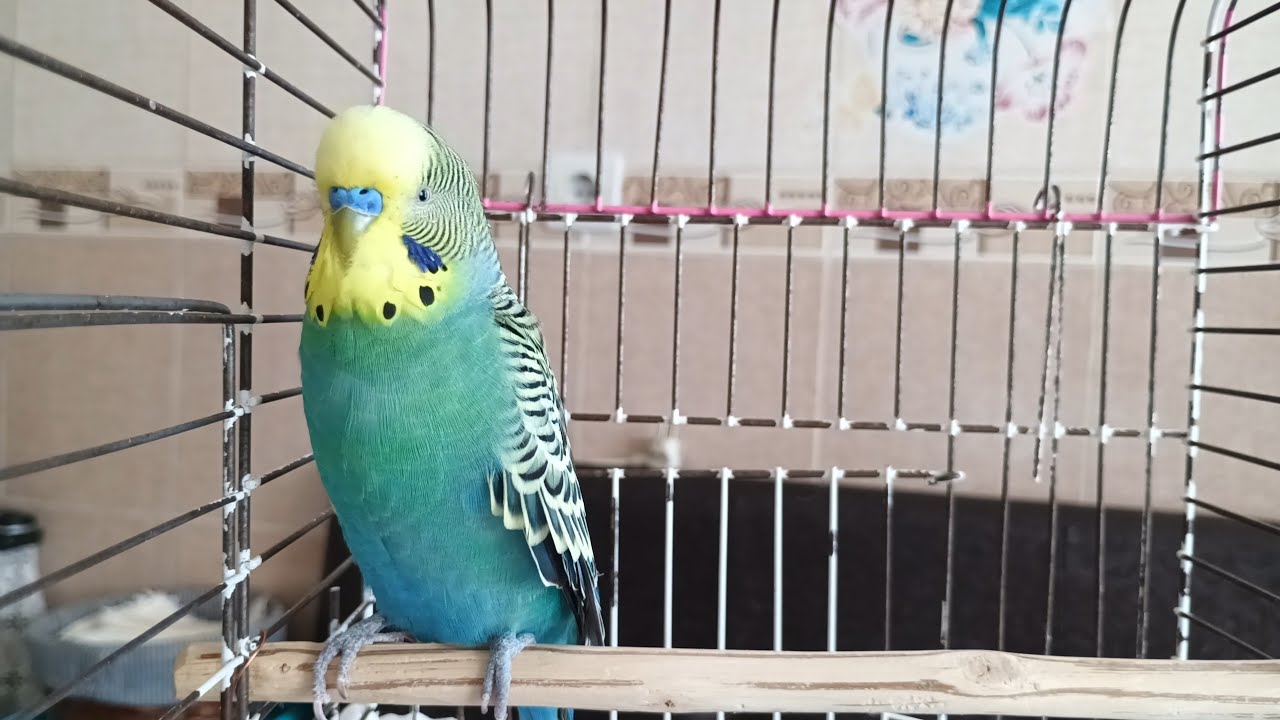 Her Kuş Sahibinin Dinletmesi Gereken 2 Saatlik Sevgi ve Huzur Sesi 🐦 Muhabbet Kuşunuza Mutluluk