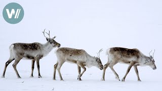 Highway in die Eiszeit - Zum kalten Ende Alaskas | Tiere vor der Kamera (2008) | Folge 44/54