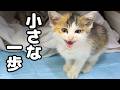 元気のなかった保護子猫が4回目の食事で見せてくれた変化…