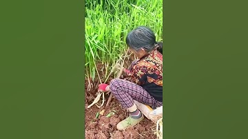 Pertanian Desa Ladang Jahe Dengan Hasil Panen Yang Sangat Memuaskan #shorts