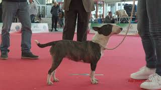 BULL TERRIER MINIATURE by Dog Show Video 359 views 4 months ago 11 minutes, 22 seconds